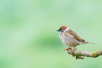 Fototapeta premium House Sparrow (Passer domesticus) perched on a log with a green background