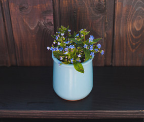 Forget-me-not blue flowers in potty - 345063573