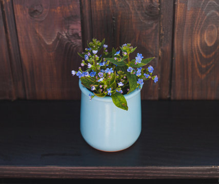 Forget-me-not blue flowers in potty