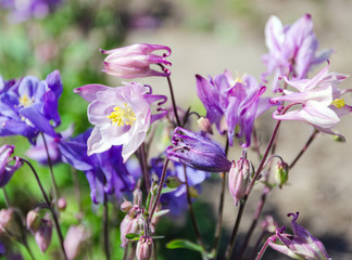 aquilegia flowers in garden