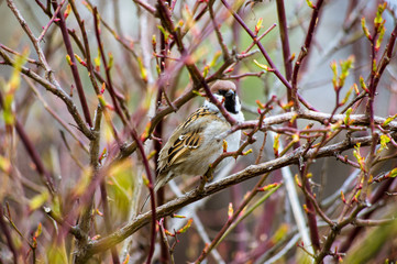 Sparrow, birds, branches, spring, life blooms