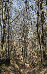 Leafless forest in a sunny spring day.