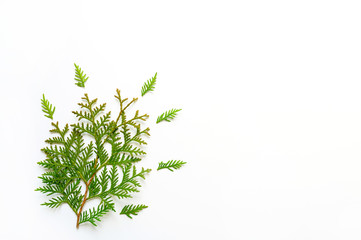 thuja branch isolated on a white background. Christmas card concept. space for text