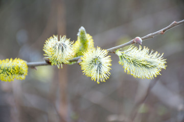 willow branches with catkins