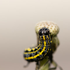 chenille