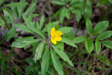 yellow flower on green background