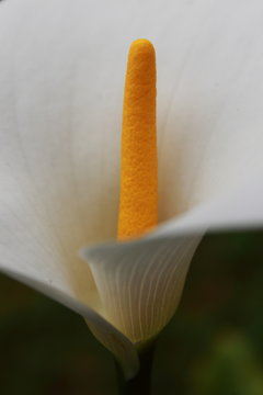 Flor de Cala. Fotografía Macro.