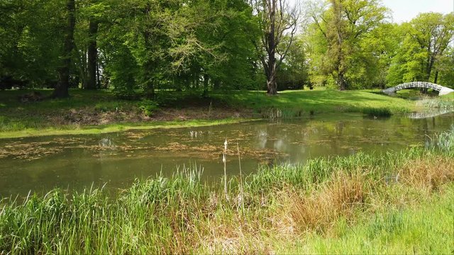 Teich im Luisium mit quakenden Fr&ouml;schen