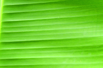 Close up of  green banana leaf, nature  Background. Abstract Texture.