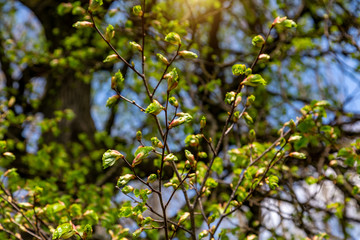 The first spring flowers in the park. The arrival of spring.