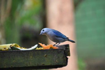 Tangara évèque - Costa Rica