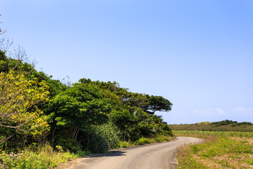 Fototapeta na wymiar 日本最南端、沖縄県波照間島の一本道