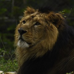 portrait of a male lion