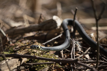 Close up of grass snake in its invironment with focus on the head
