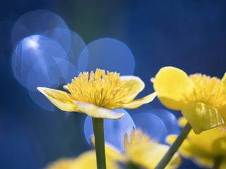 Close up of yellow marsh marigold flower with large bokeh circles in the beautiful blue blurred background