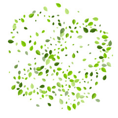 Lime Leaves Tree Vector Illustration. Wind Greens 