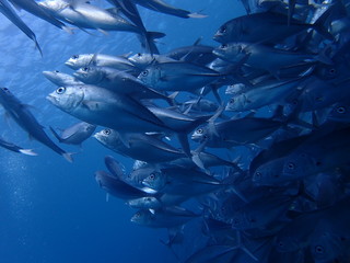 マレーシアのギンガメアジの群れ