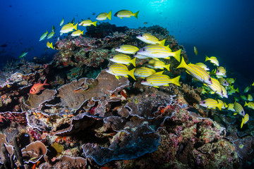Fototapeta na wymiar A school of beautiful, colorful snapper and other tropical fish on a healthy coral reef