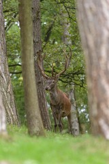 Red deer in the forest with pines and oaks in a wildlife park at the end of summer