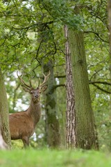 Red deer in the forest with pines and oaks in a wildlife park at the end of summer