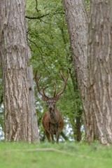 Red deer in the forest with pines and oaks in a wildlife park at the end of summer
