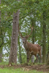 Naklejka na ściany i meble Red deer in the forest with pines and oaks in a wildlife park at the end of summer