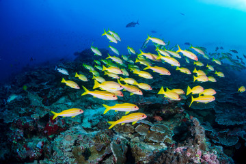 Fototapeta na wymiar Colorful Bluestripe Snapper on a tropical coral reef in the Similan Islands