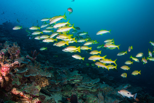 A school of beautiful, colorful snapper and other tropical fish on a healthy coral reef