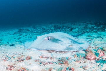 A Pink Whipray hidden by sand on the ocean floor of a tropical coral reef