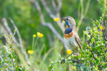  luscinia svecica, ave pechiazul con comida en el pico para su cría.