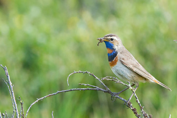 Bluebreasts with food in the meadow.