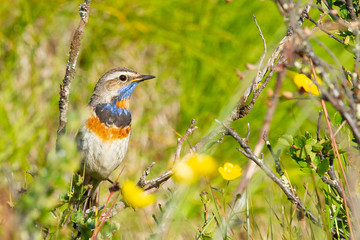  Luscinia svecica, ave pequeña con el pecho con varios colores.