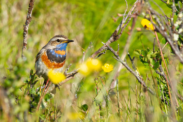 Bluebreasts peering out at the horizon.