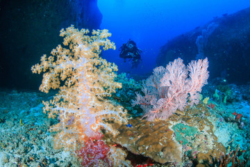 Naklejka na ściany i meble SCUBA diver with beautiful soft corals on a tropical reef
