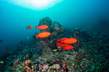 Naklejka na ściany i meble Colorful Crescent-Tail Bigeye fish underwater on a tropical coral reef