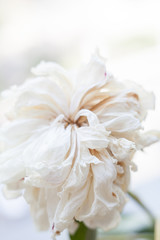 Faded white peony flower