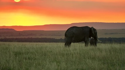A mother and elephant calf grazing in the grasslands of Masai Mara National Reserve during a wildlife safari