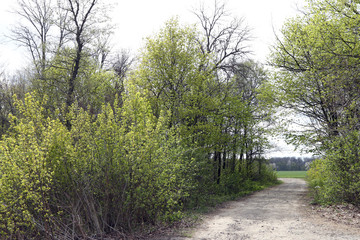 Landscape of green field, trees and sky
