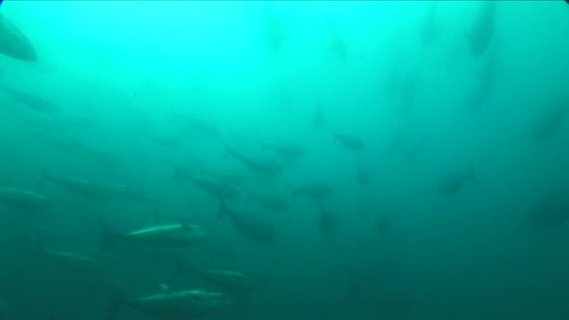 school of tuna fish underwater yellow fin blue fin wildlife ocean scenery bluefin