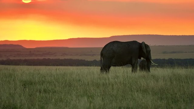 A mother and elephant calf grazing in the grasslands of Masai Mara National Reserve during a wildlife safari
