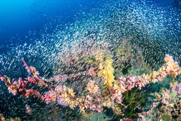 Huge schools of Glassfish swarming around a beautiful, colorful collection of hard and soft corals on a tropical reef