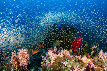 Huge schools of Glassfish swarming around a beautiful, colorful collection of hard and soft corals on a tropical reef