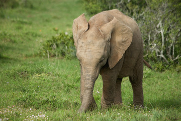 Fototapeta premium Baby Elephant