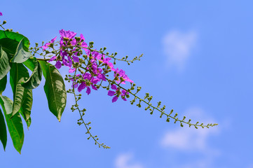 Lagerstroemia floribunda, medium-sized tree, single leaf, young leaves, red, with short hairs, soft, covered. The old leaves will disappear. The tips of the leaves are pointed lobes. The base is pinki