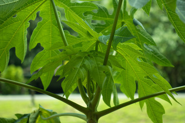 green leaves in the sun