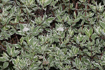 Lush Cornus alba Elegantissima branches with tips
