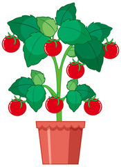Red tomatoes growing in the pot