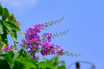 Lagerstroemia floribunda, medium-sized tree, single leaf, young leaves, red, with short hairs, soft, covered. The old leaves will disappear. The tips of the leaves are pointed lobes. The base is pinki