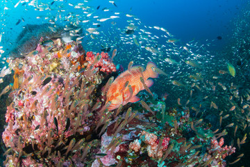 Fototapeta na wymiar Coral Grouper (Coral Cod) on a colorful, underwater tropical coral reef