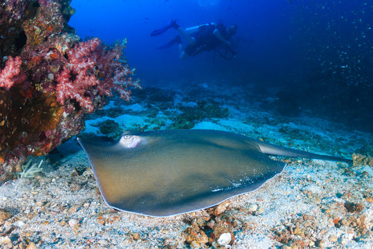 Pink Whipray with background SCUBA divers on a tropical coral reef